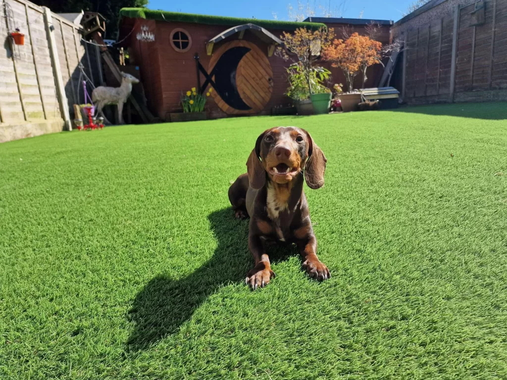 Artificial Grass Installation